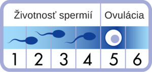 Životní cyklus spermií před dosažením vajíčka